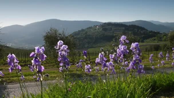 Beautiful Blooming Irises Swaying Wind Chianti Region Tuscany Olive Trees — Stockvideo