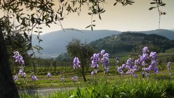 Irises Swaying Wind Chianti Region Tuscany Sunset Medieval Village Nipozzano — Stockvideo