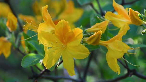 Close Beautiful Yellow Azaleas Garden Selective Focus — Stock Video