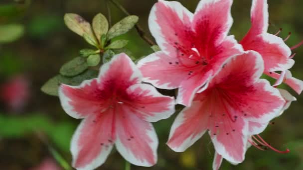 Κοντινό Πλάνο Των Όμορφων Ροζ Λουλουδιών Azaleas Rhododendron Την Άνοιξη — Αρχείο Βίντεο