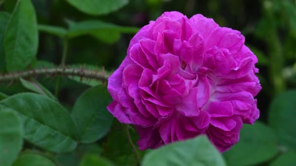 Detailní Záběr Krásné Růžové Růže Zahradě — Stock video