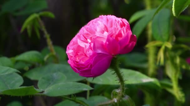 Primer Plano Hermosa Rosa Rosa Jardín — Vídeo de stock