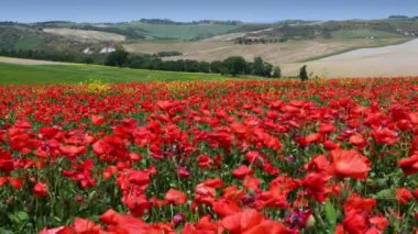 Pienza, May 2022: Field of Red Poppies that sway in the wind in the countryside around Pienza in spring in Tuscany, Italy.