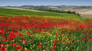 Pienza, May 2022: The Tuscan countryside around Pienza turns red in spring. Red poppies sway in the wind in Tuscany, Italy.