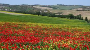 Pienza, May 2022: Beautiful Tuscan landscape in the countryside near Pienza with a sea of red poppies and yellow flowers swaying in the wind. Italy.