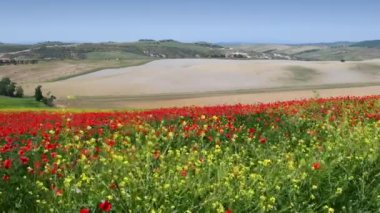 San Quirico d'Orcia, May 2022: Two people walk near a small group of cypress trees in a green wheat field. Spring season. Tuscany, Italy.