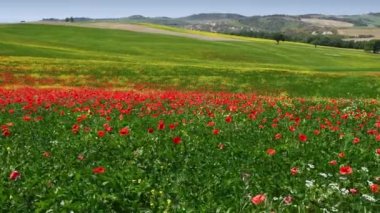 Tuscan landscape in the countryside near Pienza with yellow flowers and red poppies swaying in the wind. Italy.
