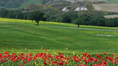 field of red poppies with green hills in the background in Tuscany in the countryside around Pienza, Italy