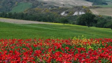 Spectacular field of red poppies with green hills in the background in Tuscany in the countryside around Pienza, Italy