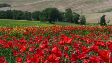Beautiful Tuscan landscape in the countryside near Pienza with a sea of red poppies swaying in the wind. Italy.
