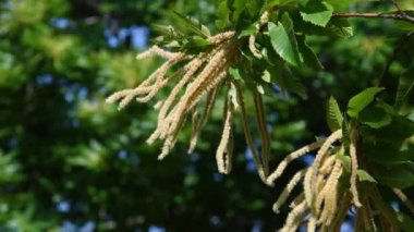 Flowering twigs of Chestnut (Castanea Sativa) sway in the wind during the summer season. Apennines mountains in Tuscany. Italy
