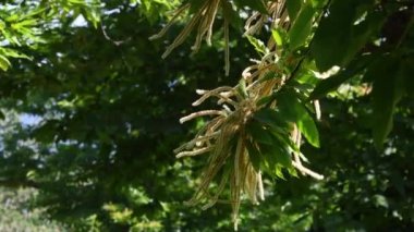 Flowering twigs of Chestnut (Castanea Sativa) sway in the wind during the summer season. Apennines mountains in Tuscany. Italy