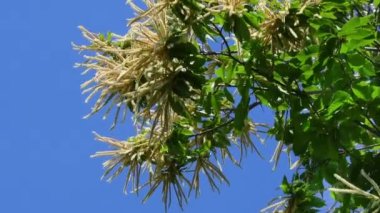 Blooming chestnut branches with fresh green leaves that sway in the wind against the blue sky. Forests on the Apennines in Tuscany, Italy.
