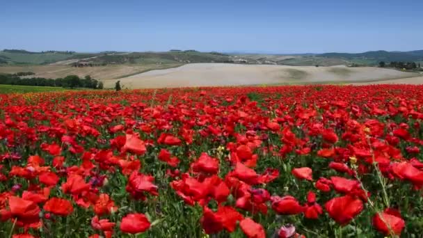 Pienza May 2022 Tuscan Countryside Pienza Turns Red Spring Red — Stockvideo