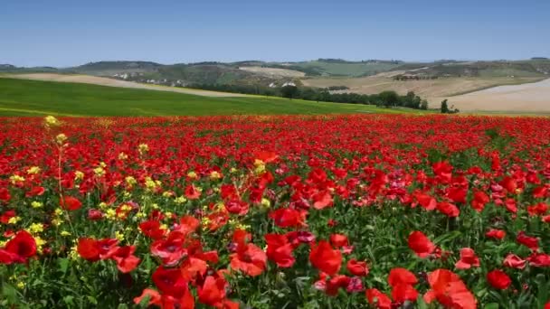 Pienza May 2022 Tuscan Countryside Pienza Turns Red Spring Red — Stockvideo