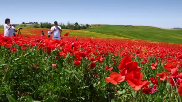 Pienza May 2022 Tourrists Spectacular Field Red Poppies Tuscan Countryside — стоковое видео