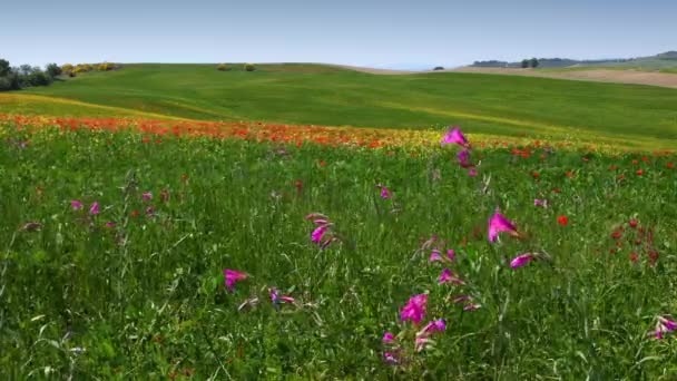 Purple Flowers Red Poppies Swaying Wind Green Hills Spring Season — Video Stock