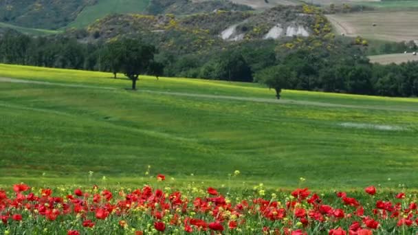 Поле Красных Маков Зелеными Холмами Заднем Плане Тоскане Сельской Местности — стоковое видео