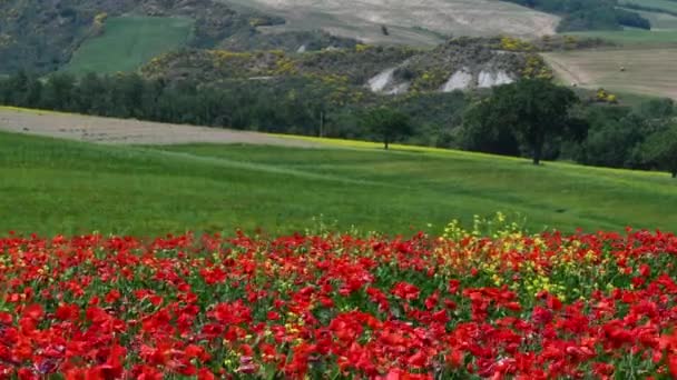 Spectacular Field Red Poppies Green Hills Background Tuscany Countryside Pienza — Video Stock