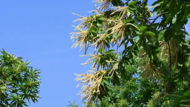 Цветущие Каштановые Ветки Свежими Зелеными Листьями Качаются Ветру Против Голубого — стоковое видео