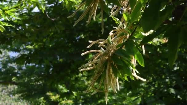 Flowering Twigs Chestnut Castanea Sativa Sway Wind Summer Season Apennines — Vídeos de Stock