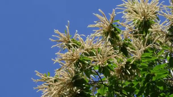 Blooming Chestnut Branches Fresh Green Leaves Sway Wind Blue Sky — Wideo stockowe