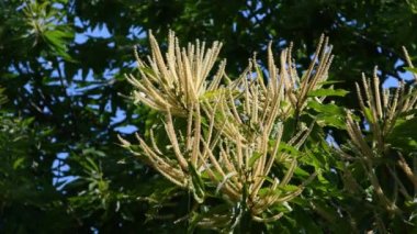flowering of Chestnut trees (Castanea Sativa) during the summer season in the Apennine mountains in Tuscany. Italy