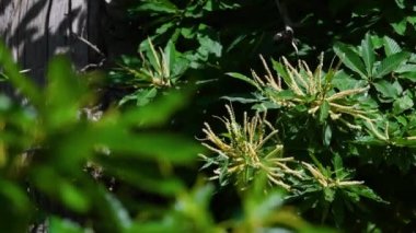 Chestnut branches bloom and sway in the wind during the summer season. Chestnut forests (Castanea Sativa) on Apennines mountains in Tuscany. Italy selective focus