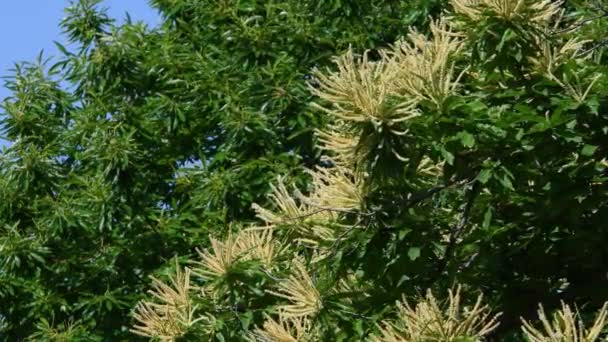 Flowering Branches Chestnut Tree Castanea Sativa Sway Wind Summer Season — Vídeos de Stock