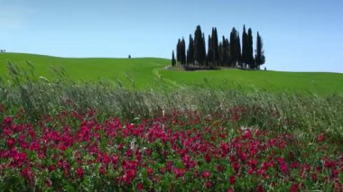 San Quirico d'Orcia, May 2022: Small group of cypresses in a green wheat field with purple flowers on foreground. Spring season. Tuscany, Italy.