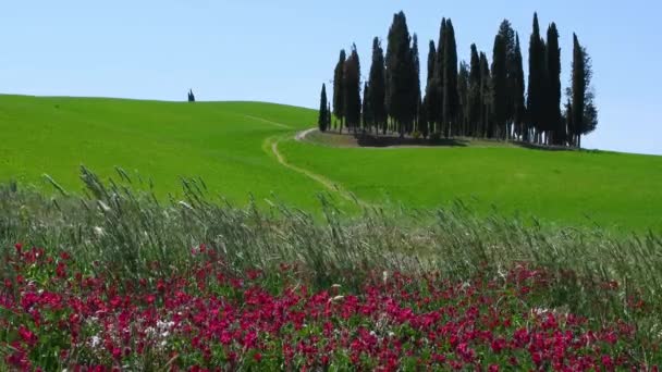 San Quirico Orcia May 2022 Tractor Work Cultivated Fields Val — Stok video
