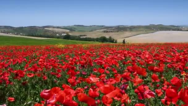 Pienza May 2022 Beautiful Tuscan Landscape Countryside Pienza Sea Red — Vídeo de Stock