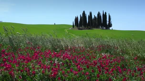 San Quirico Orcia May 2022 Small Group Cypresses Green Wheat — Vídeo de Stock