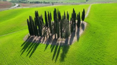 San Quirico d'Orcia, May 2022: Group of cypresses in Tuscany. Circular aerial view of cypress trees among the rolling green hills in Val d'Orcia. Italy.