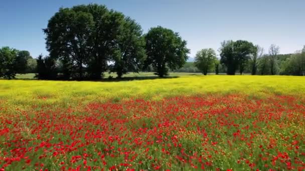 Flight Beautiful Field Poppies Yellow Flowers Tuscany Italy — Stock Video