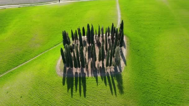 San Quirico Orcia May 2022 Group Cypresses Tuscany Circular Aerial — Stok video