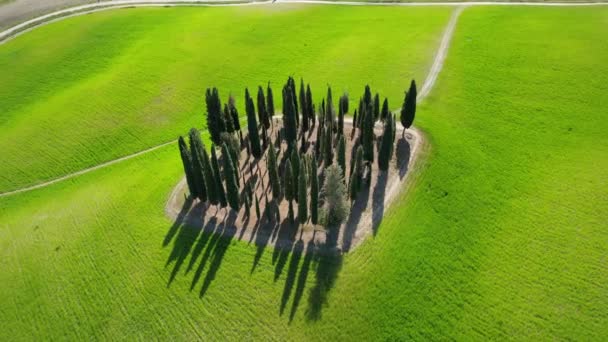 San Quirico Orcia May 2022 Group Cypresses Tuscany Circular Aerial — Vídeo de Stock