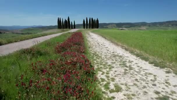 San Quirico Orcia May 2022 Aerial View Group Cypress Countryside — Stockvideo