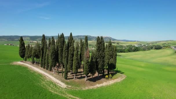 San Quirico Orcia May 2022 Group Cypresses Tuscany San Quirico — Stockvideo
