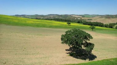 Oaks in the middle of cultivated fields with yellow flowers in the countryside around Pienza, aerial shot. Tuscany. Italy