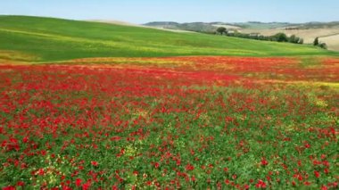 Circular aerial view over a beautiful field of red poppies and yellow flowers in Tuscany. Italy.