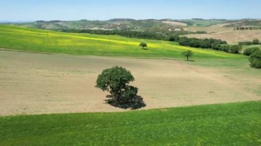 Oaks in the middle of cultivated fields with yellow flowers in the countryside around Pienza, aerial shot. Tuscany. Italy