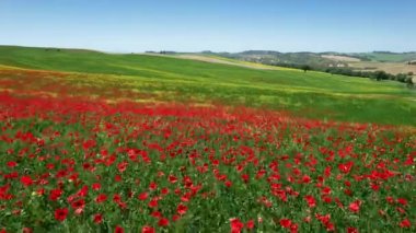 Aerial view of beautiful field of red poppies and blue sky in Tuscany. Italy.