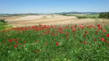 flight over red poppies and plowed fields in the Tuscan countryside. Italy