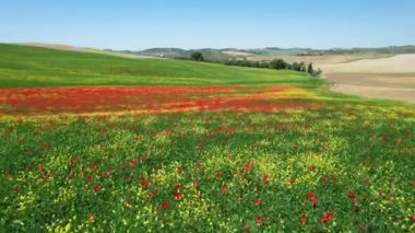 Flight over field of red poppies with blue sky in Tuscany. Italy.