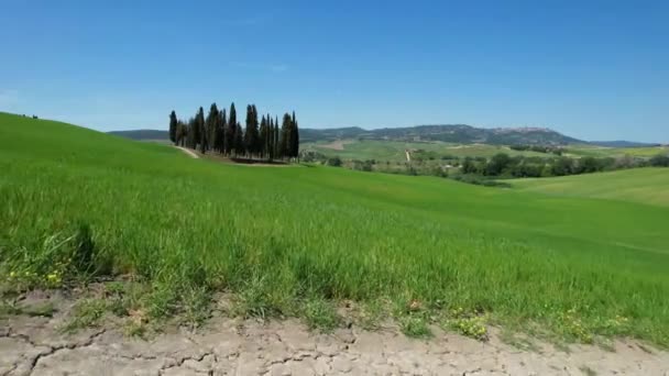 San Quirico Orcia May 2022 Group Cypresses Tuscany San Quirico — Stok video
