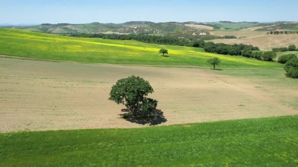 Oaks Middle Cultivated Fields Yellow Flowers Countryside Pienza Aerial Shot — Stockvideo