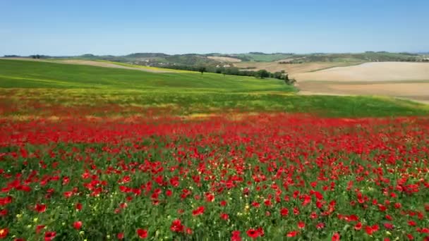 Aerial View Beautiful Field Red Poppies Blue Sky Tuscany Italy — 图库视频影像