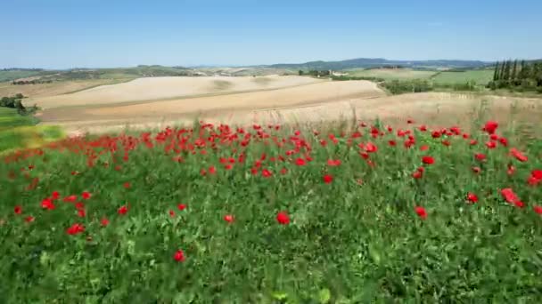 Flight Red Poppies Plowed Fields Tuscan Countryside Italy — Vídeo de Stock