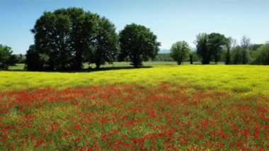 Circular aerial view over a beautiful field of poppies and yellow flowers in Tuscany. Italy